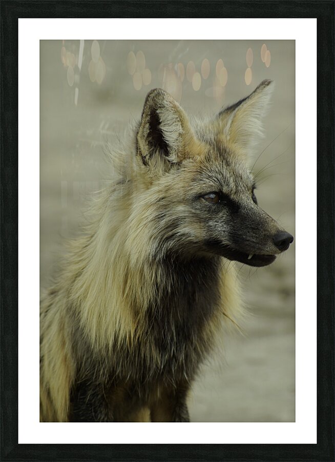 Fox Picture Frame print