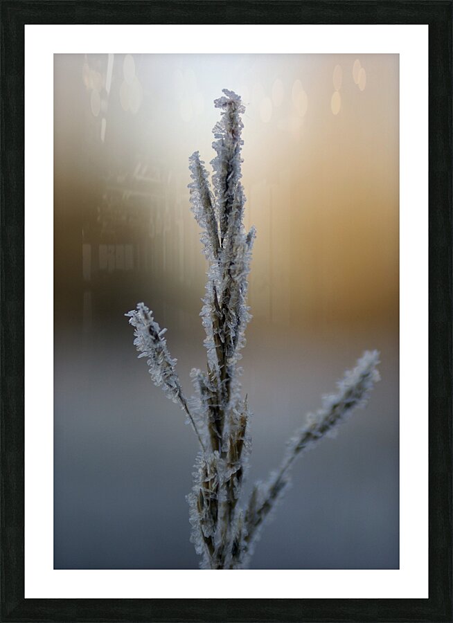 Frost Picture Frame print