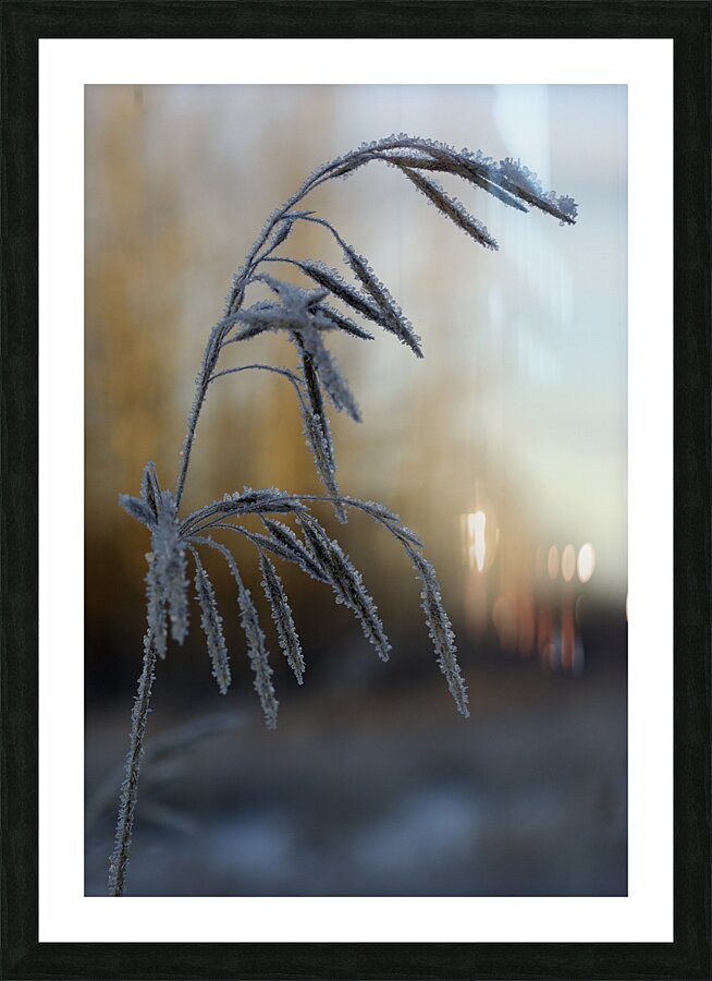 Frost Picture Frame print