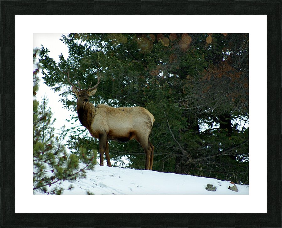 Elk Picture Frame print
