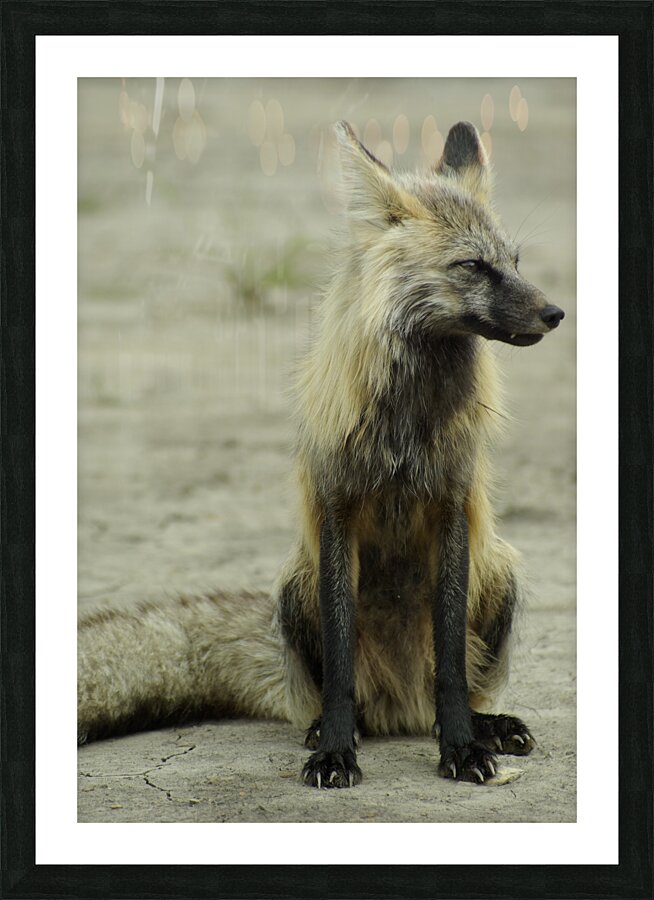 Fox Picture Frame print