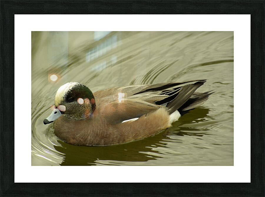 Duck Picture Frame print