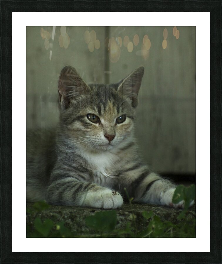 Kitten Picture Frame print