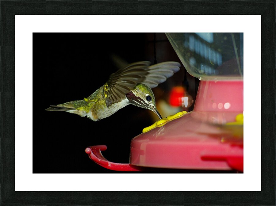 Hummingbird Picture Frame print