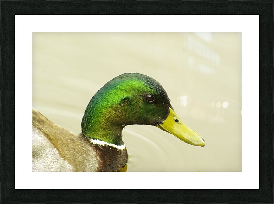 Mallard Picture Frame print