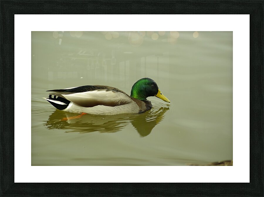 Mallard Picture Frame print
