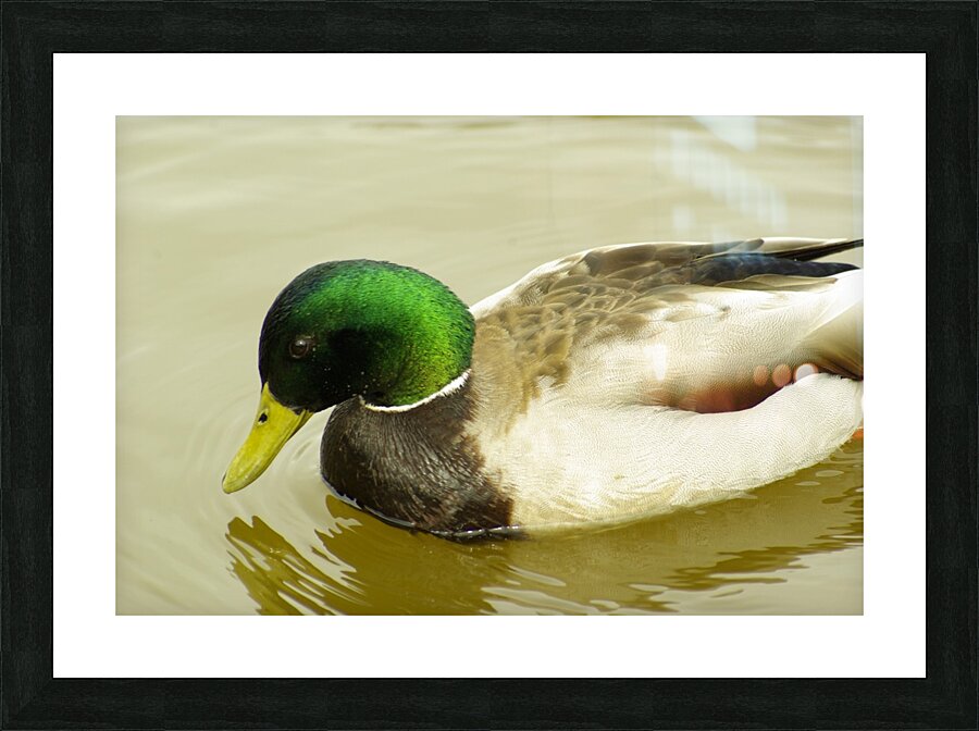 Mallard Picture Frame print