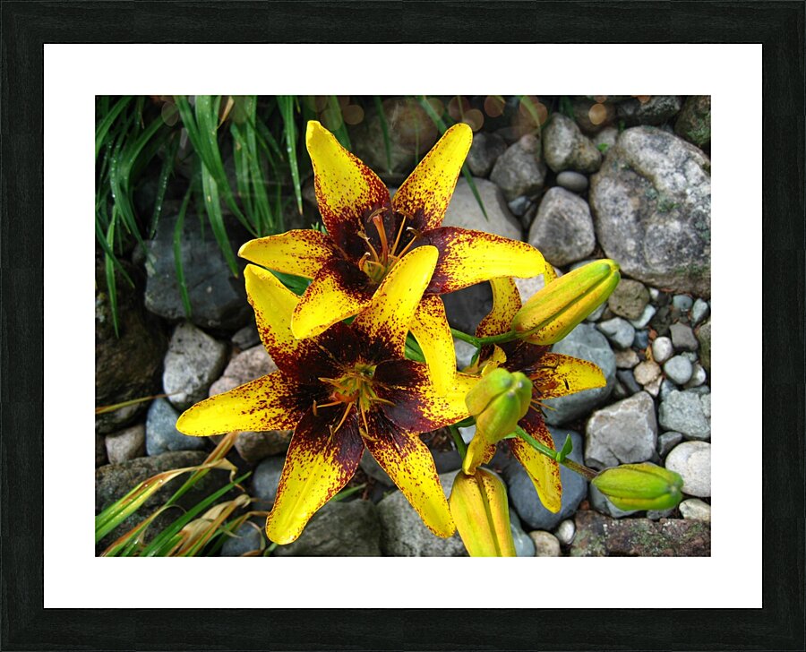 Lilys Picture Frame print