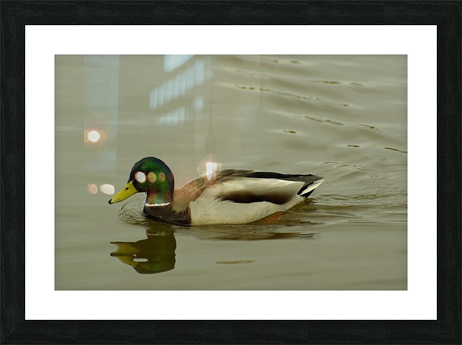 Mallard Picture Frame print