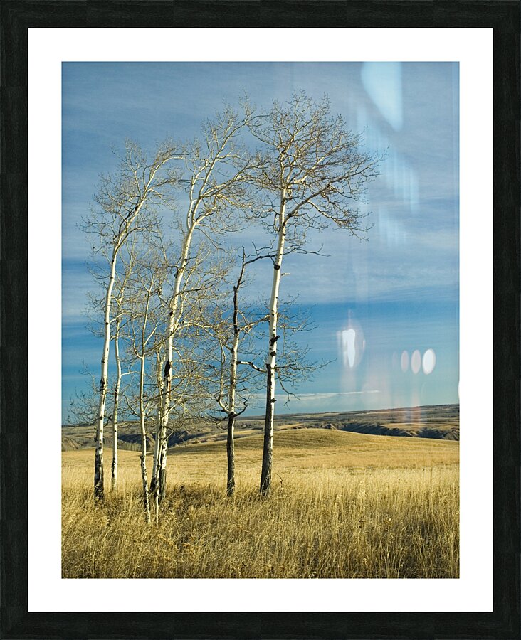 Poplars Picture Frame print