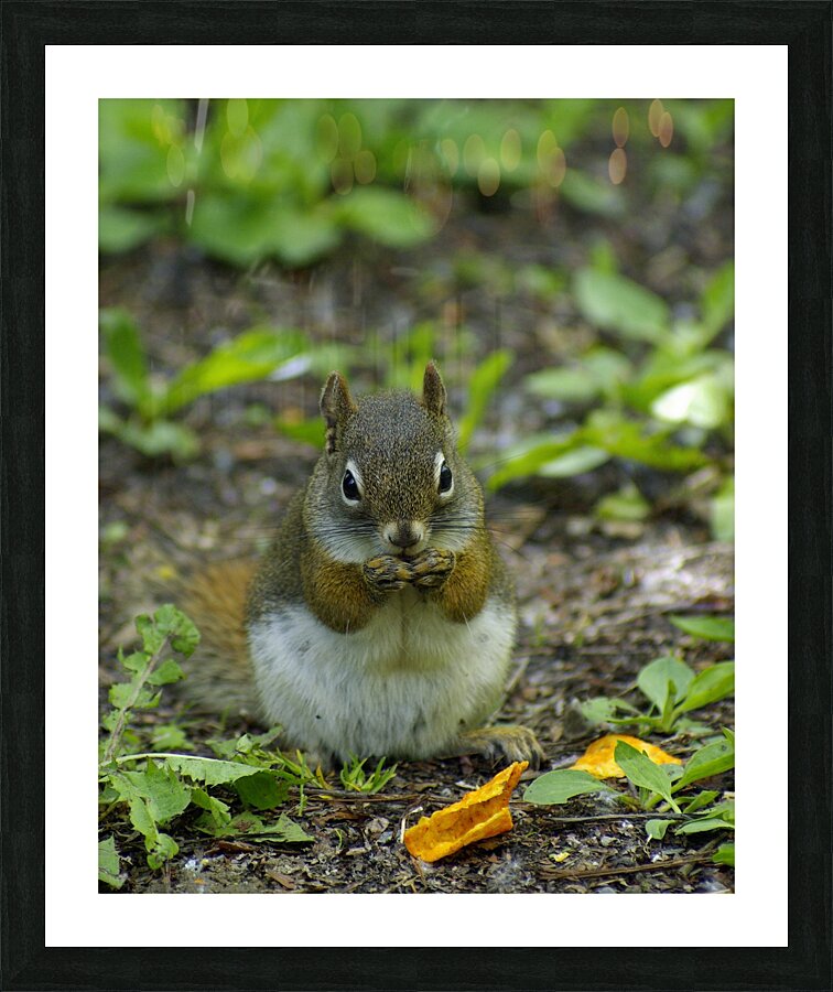 Squirrel Picture Frame print