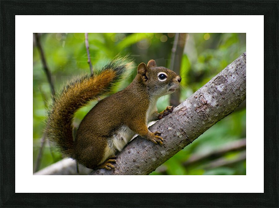 Squirrel Picture Frame print