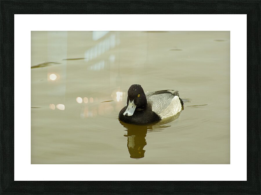 Spoonbill Duck Picture Frame print
