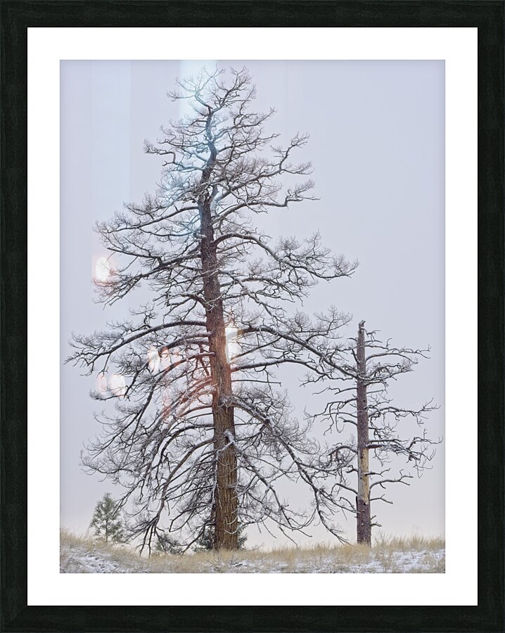 Winter Pines 2 Picture Frame print