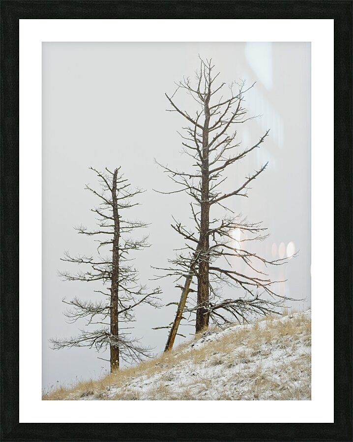 Winter Pines Picture Frame print
