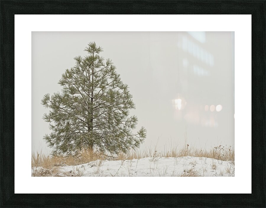 Winter Pine Picture Frame print