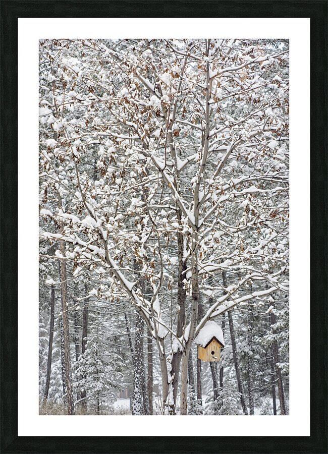 Mountain Ash Picture Frame print