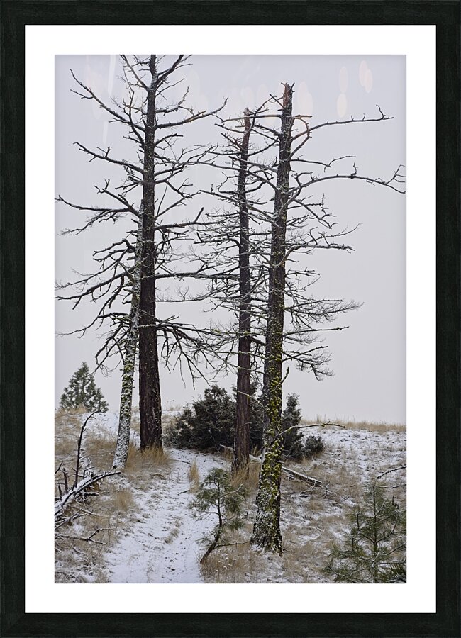 Snowcovered Path Picture Frame print