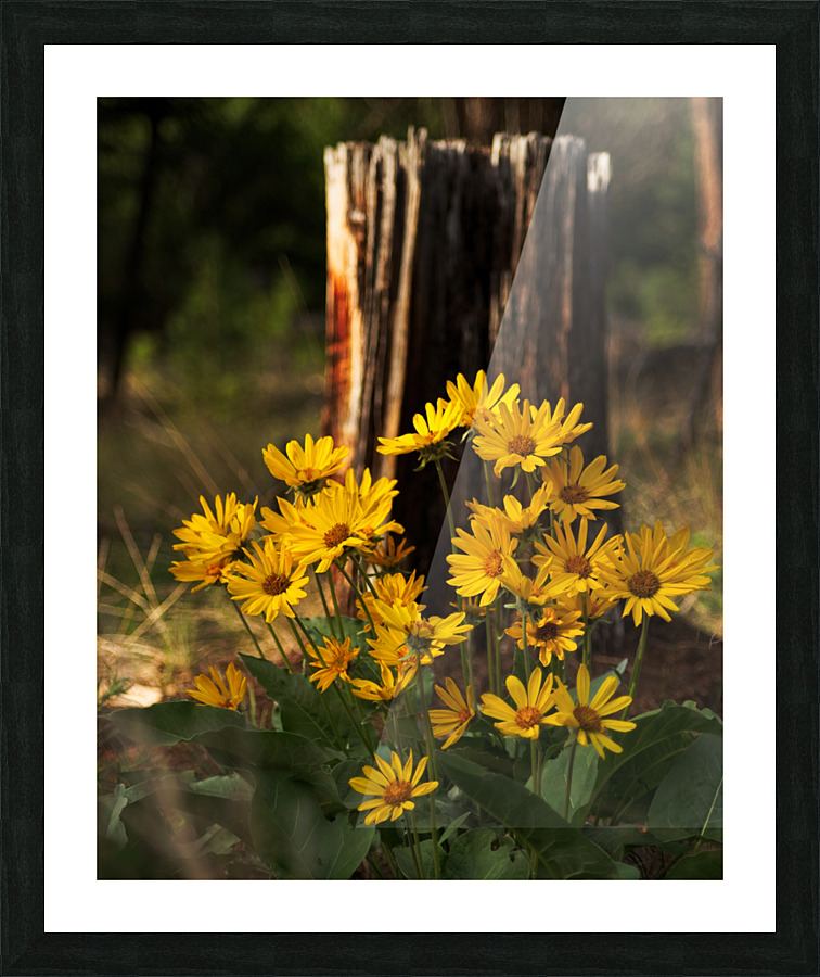 Balsam root Picture Frame print