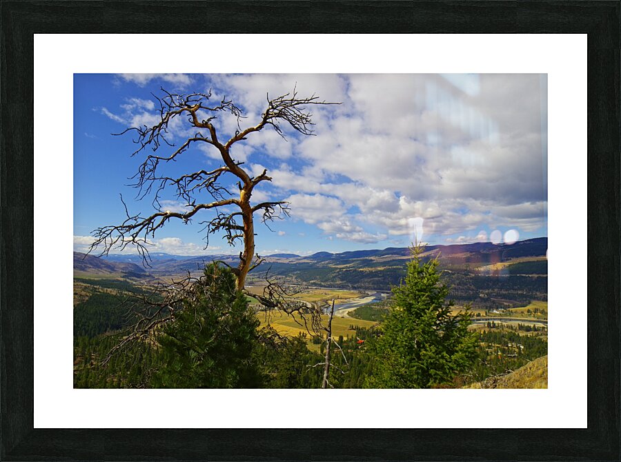Pine with a view Picture Frame print