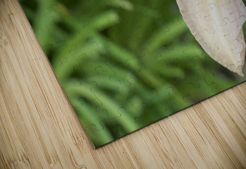 Lily Kristian Gunderson puzzle