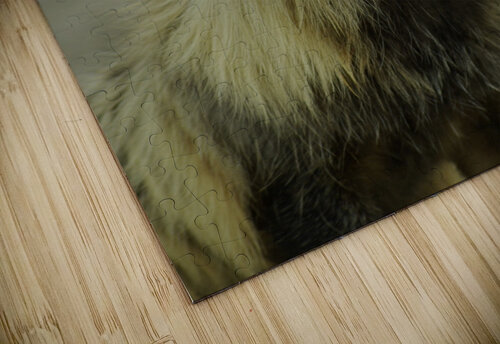 Fox Kristian Gunderson puzzle