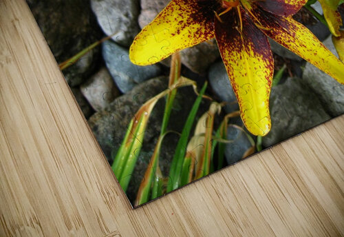 Lilys Kristian Gunderson puzzle