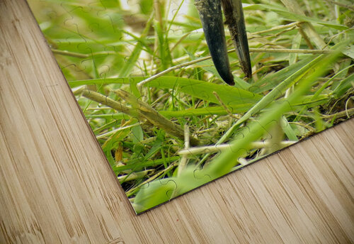 Sandhill Crane Kristian Gunderson puzzle