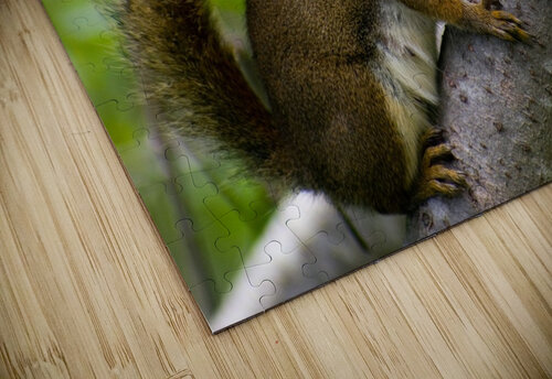 Squirrel Kristian Gunderson puzzle