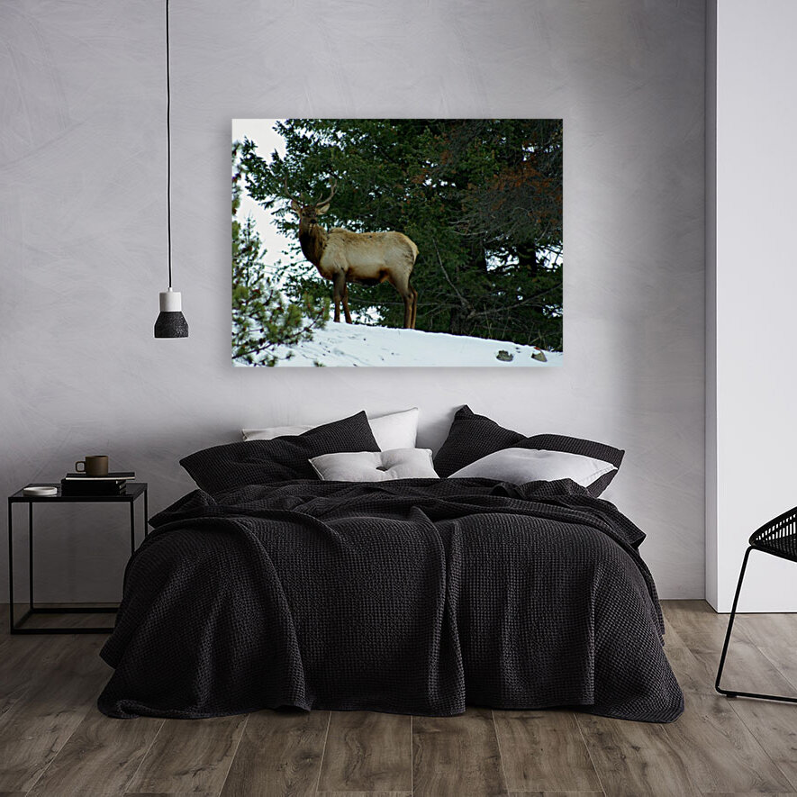 Elk Reproduction