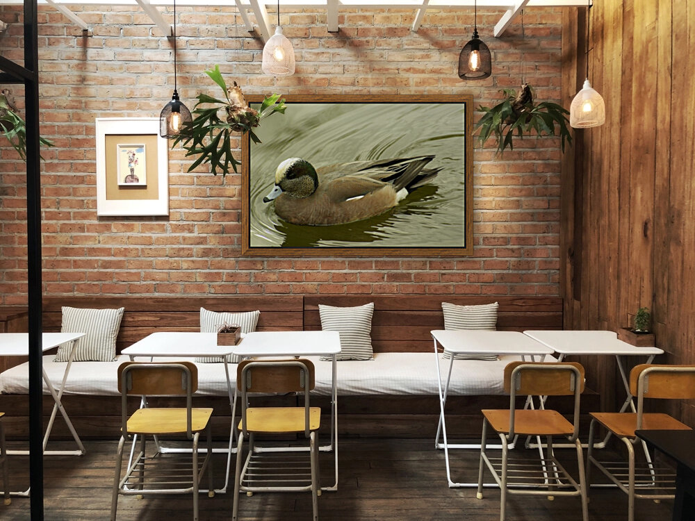 Duck Reproduction