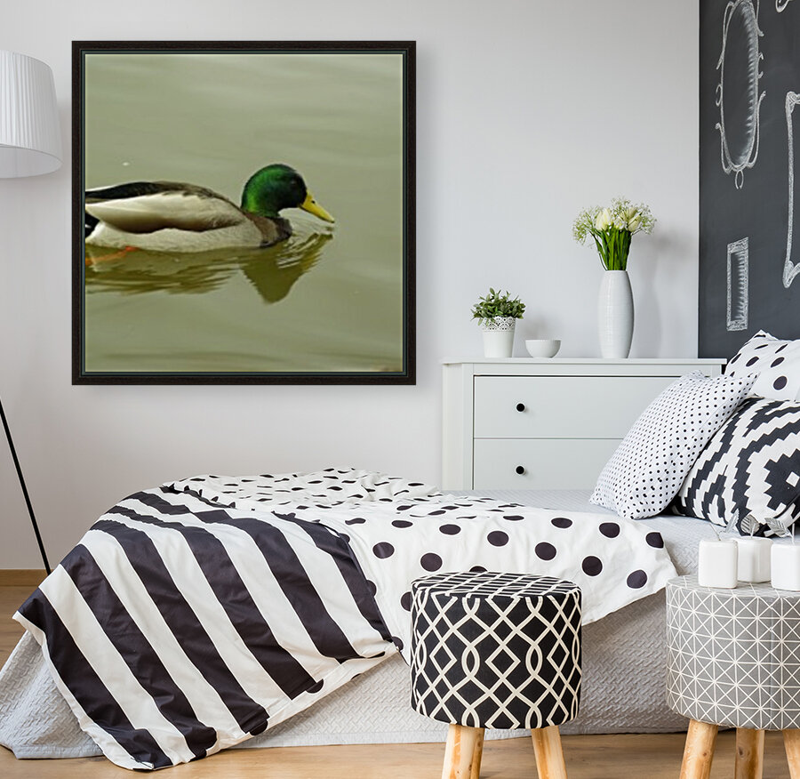 Mallard Reproduction