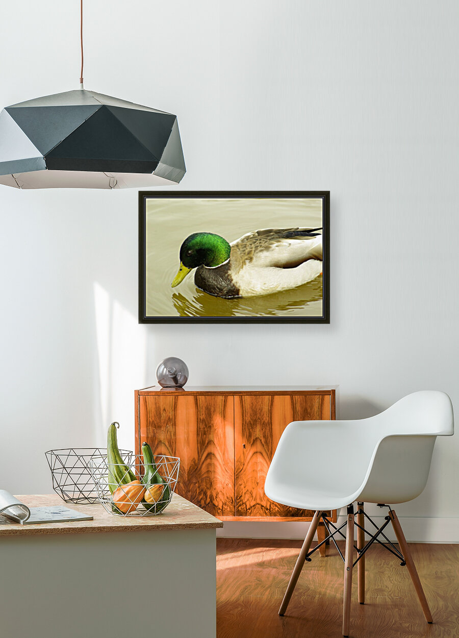 Mallard Reproduction