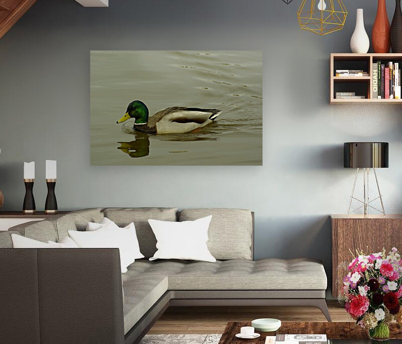 Mallard Reproduction