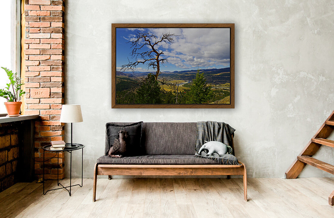 Pine with a view Reproduction