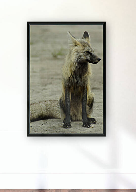 Fox Reproduction