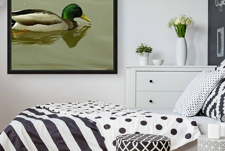 Mallard Reproduction
