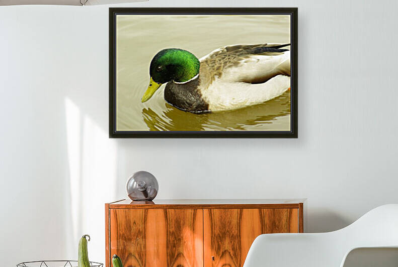 Mallard Reproduction