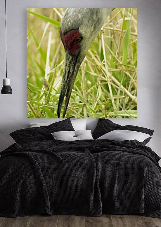 Sandhill Crane Reproduction
