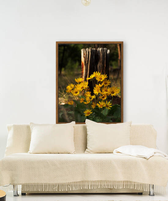 Balsam root by Kristian Gunderson