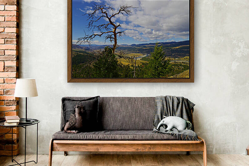 Pine with a view by Kristian Gunderson