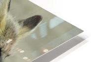 Fox HD Metal print