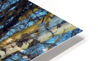 Mule Deer HD Metal print
