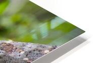 Squirrel HD Metal print