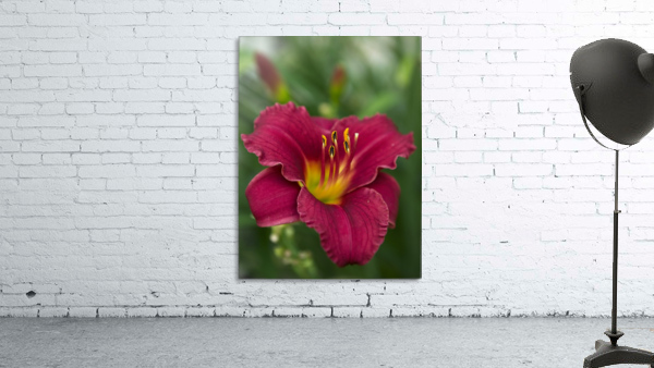 Lily Wall Preview