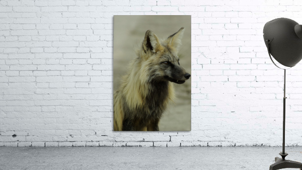 Fox Wall Preview