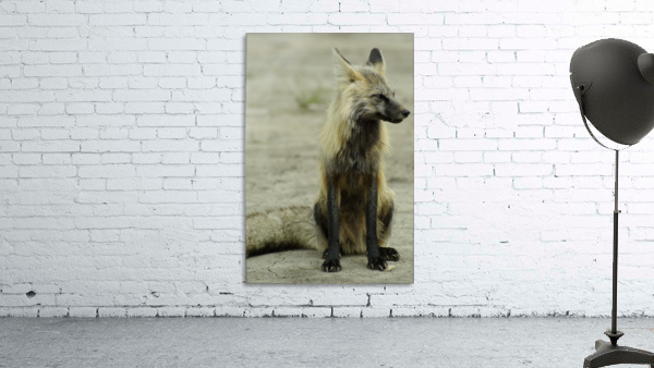 Fox Wall Preview