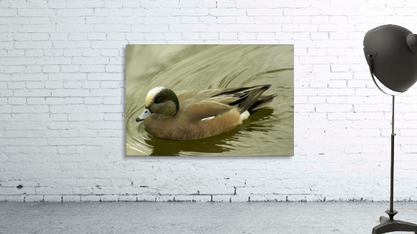 Duck Wall Preview