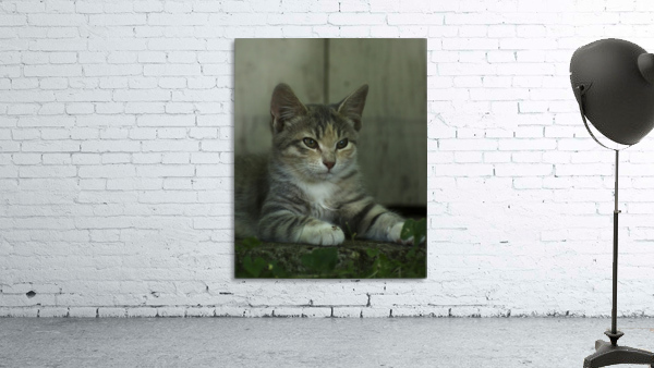 Kitten Wall Preview
