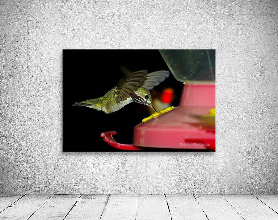 Hummingbird Wall Preview